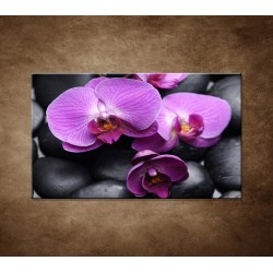 Obrazy na stenu - Ružové orchidey