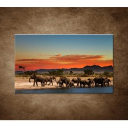 Obrazy na stenu - Safari