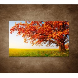 Obrazy na stenu - Jesenný dub