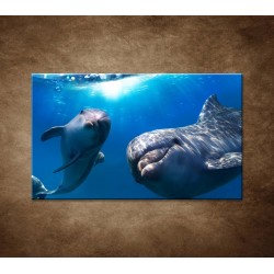 Obrazy na stenu - Delfíni pod vodou