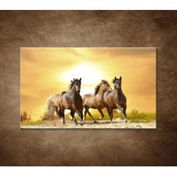 Obrazy na stenu - Divoké kone