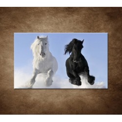 Obrazy na stenu - Párik koní