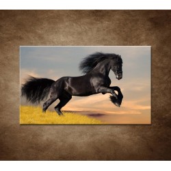 Obrazy na stenu - Skákajúci kôň