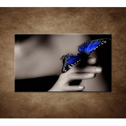 Obrazy na stenu - Modrý motýľ