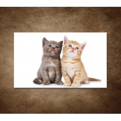 Obrazy na stenu - Dve mačiatká