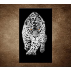 Čiernobiely jaguár