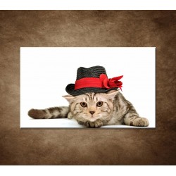 Obrazy na stenu - Mačiatko v čiernom klobúku