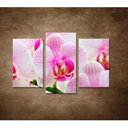 Obrazy na stenu - Ružová orchidea - 3dielny 75x50cm