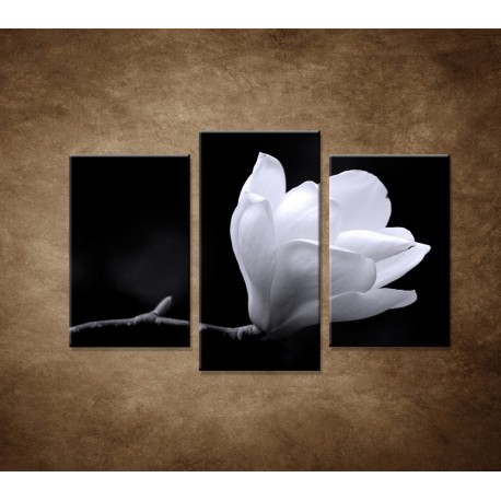 Obrazy na stenu - Kvet magnólie - 3dielny 75x50cm