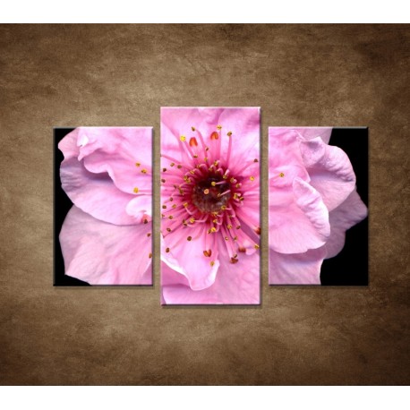 Obrazy na stenu - Kvet čerešne - 3dielny 75x50cm