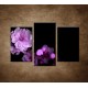 Obrazy na stenu - Čerešňový kvet - 3dielny 75x50cm