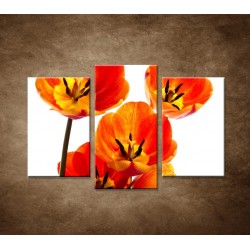 Oranžové tulipány - zátišie - 3dielny 75x50cm