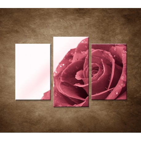 Obrazy na stenu - Ruža s rosou - 3dielny 75x50cm