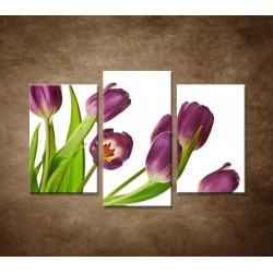 Fialové tulipány - 3dielny 75x50cm