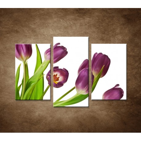 Obrazy na stenu - Fialové tulipány - 3dielny 75x50cm