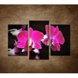 Obrazy na stenu - Ružová orchidea na čiernom pozadí - 3dielny 75x50cm