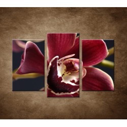 Obrazy na stenu - Bordová orchidea - 3dielny 75x50cm