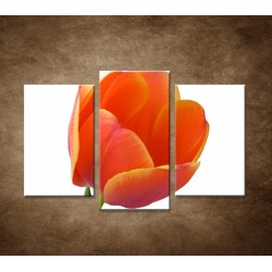 Obrazy na stenu - Tulipán - detail - 3dielny 75x50cm