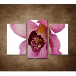 Obrazy na stenu - Orchidea - detail - 3dielny 75x50cm