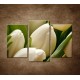 Obrazy na stenu - Kytica tulipánov - 3dielny 75x50cm