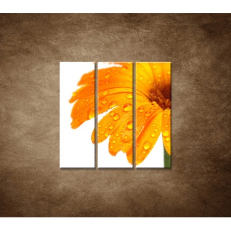 Obrazy na stenu - Oranžová gerbera - 3dielny 90x90cm