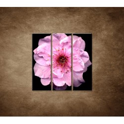 Obrazy na stenu - Kvet čerešne - 3dielny 90x90cm