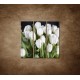 Obrazy na stenu - Biele tulipány - 3dielny 90x90cm