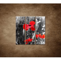 Obrazy na stenu - Červené vlčie maky - 3dielny 90x90cm