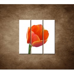 Tulipán - detail - 3dielny 90x90cm