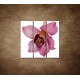 Obrazy na stenu - Orchidea - detail - 3dielny 90x90cm