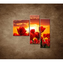 Obrazy na stenu - Západ slnka nad tulipánmi - 3dielny 110x90cm
