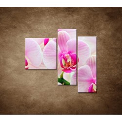 Obrazy na stenu - Ružová orchidea - 3dielny 110x90cm