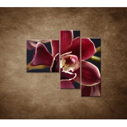 Obrazy na stenu - Bordová orchidea - 3dielny 110x90cm