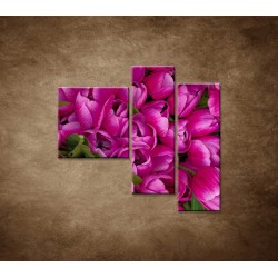 Obrazy na stenu - Krásne tulipány - 3dielny 110x90cm