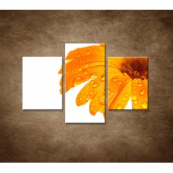 Obrazy na stenu - Oranžová gerbera - 3dielny 90x60cm
