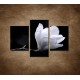Obrazy na stenu - Kvet magnólie - 3dielny 90x60cm