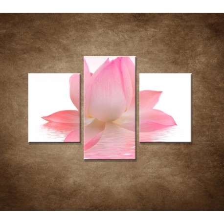 Obrazy na stenu - Lotosový kvet - 3dielny 90x60cm