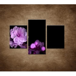 Obrazy na stenu - Čerešňový kvet - 3dielny 90x60cm