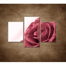 Obrazy na stenu - Ruža s rosou - 3dielny 90x60cm