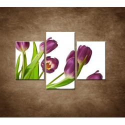 Obrazy na stenu - Fialové tulipány - 3dielny 90x60cm
