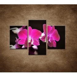 Obrazy na stenu - Ružová orchidea na čiernom pozadí - 3dielny 90x60cm