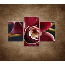 Obrazy na stenu - Bordová orchidea - 3dielny 90x60cm