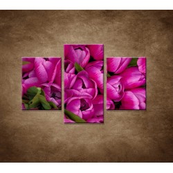 Obrazy na stenu - Krásne tulipány - 3dielny 90x60cm