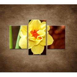 Obrazy na stenu - Narcis - detail - 3dielny 90x60cm