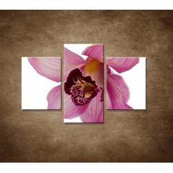 Obrazy na stenu - Orchidea - detail - 3dielny 90x60cm