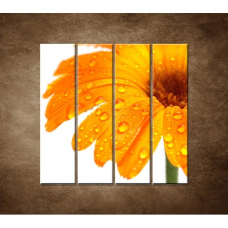 Obrazy na stenu - Oranžová gerbera - 4dielny 120x120cm
