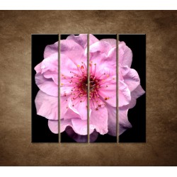 Obrazy na stenu - Kvet čerešne - 4dielny 120x120cm