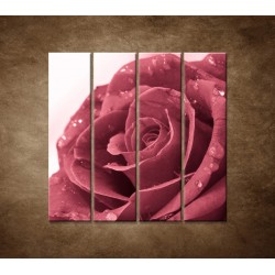 Obrazy na stenu - Ruža s rosou - 4dielny 120x120cm