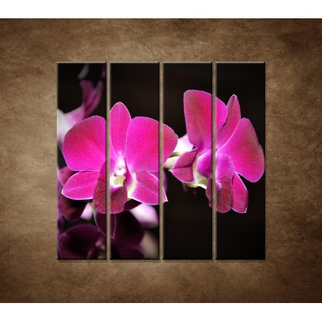 Obrazy na stenu - Ružová orchidea na čiernom pozadí - 4dielny 120x120cm