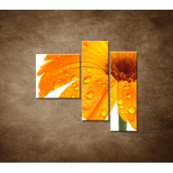 Obrazy na stenu - Oranžová gerbera - 3dielny 110x90cm